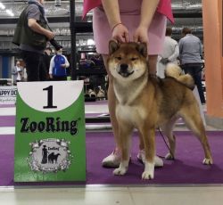 picture of dog