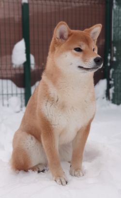 picture of dog