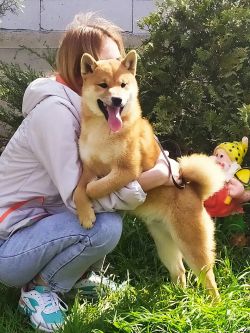 picture of dog