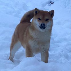 picture of dog