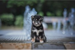 picture of dog