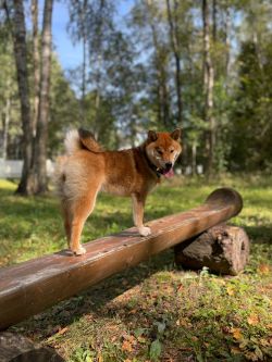 picture of dog