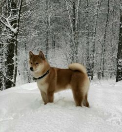 picture of dog