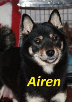 picture of dog