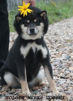 picture of dog