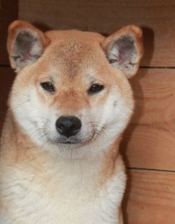 picture of dog