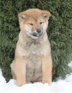 picture of dog
