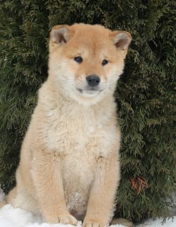 picture of dog