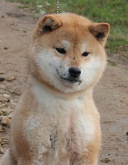 picture of dog