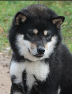 picture of dog