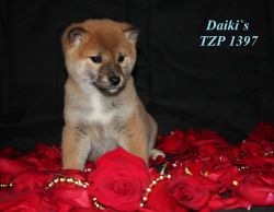 picture of dog