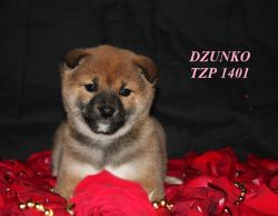 picture of dog