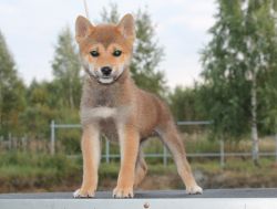 picture of dog