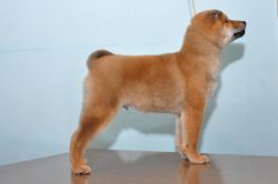 picture of dog