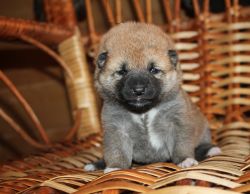 picture of dog