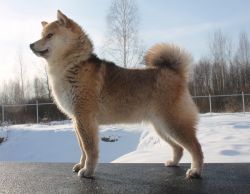 picture of dog