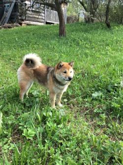 picture of dog