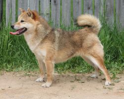 picture of dog
