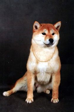 picture of dog