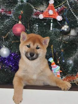 picture of dog