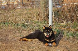 picture of dog