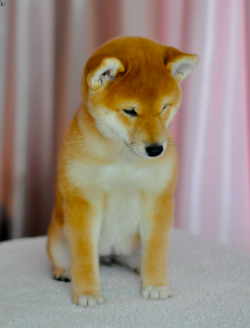 picture of dog