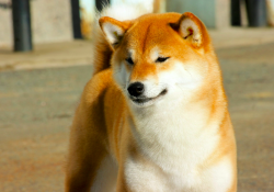 picture of dog