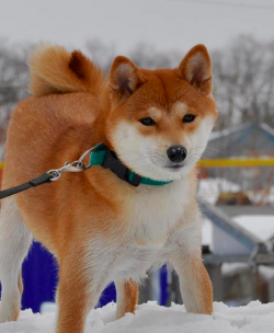 picture of dog