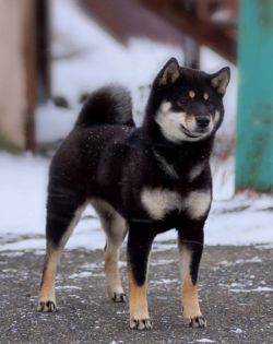 picture of dog