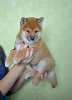 picture of dog