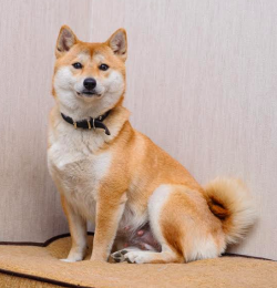 picture of dog