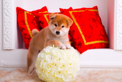 picture of dog