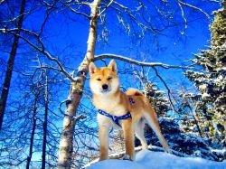 picture of dog