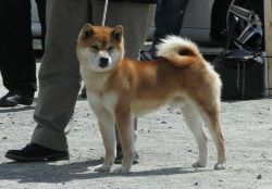 picture of dog