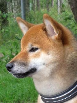 picture of dog