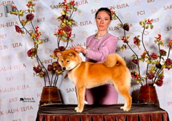 picture of dog