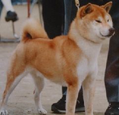 picture of dog