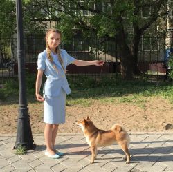 picture of dog