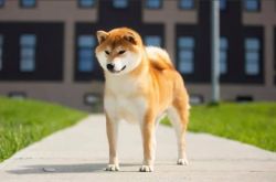 picture of dog