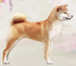 picture of dog