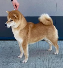 picture of dog