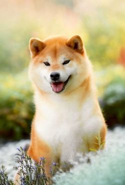 picture of dog