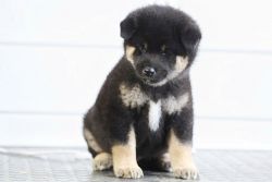 picture of dog