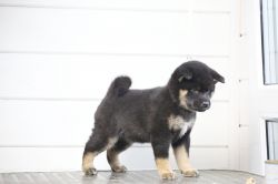 picture of dog
