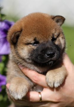 picture of dog