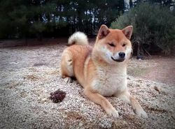 picture of dog