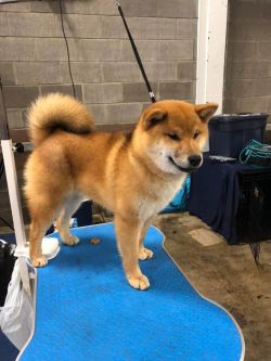 picture of dog