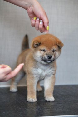picture of dog