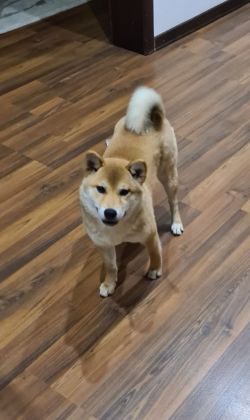 picture of dog