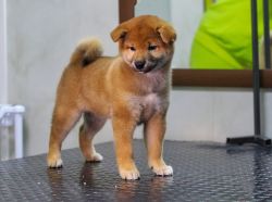 picture of dog
